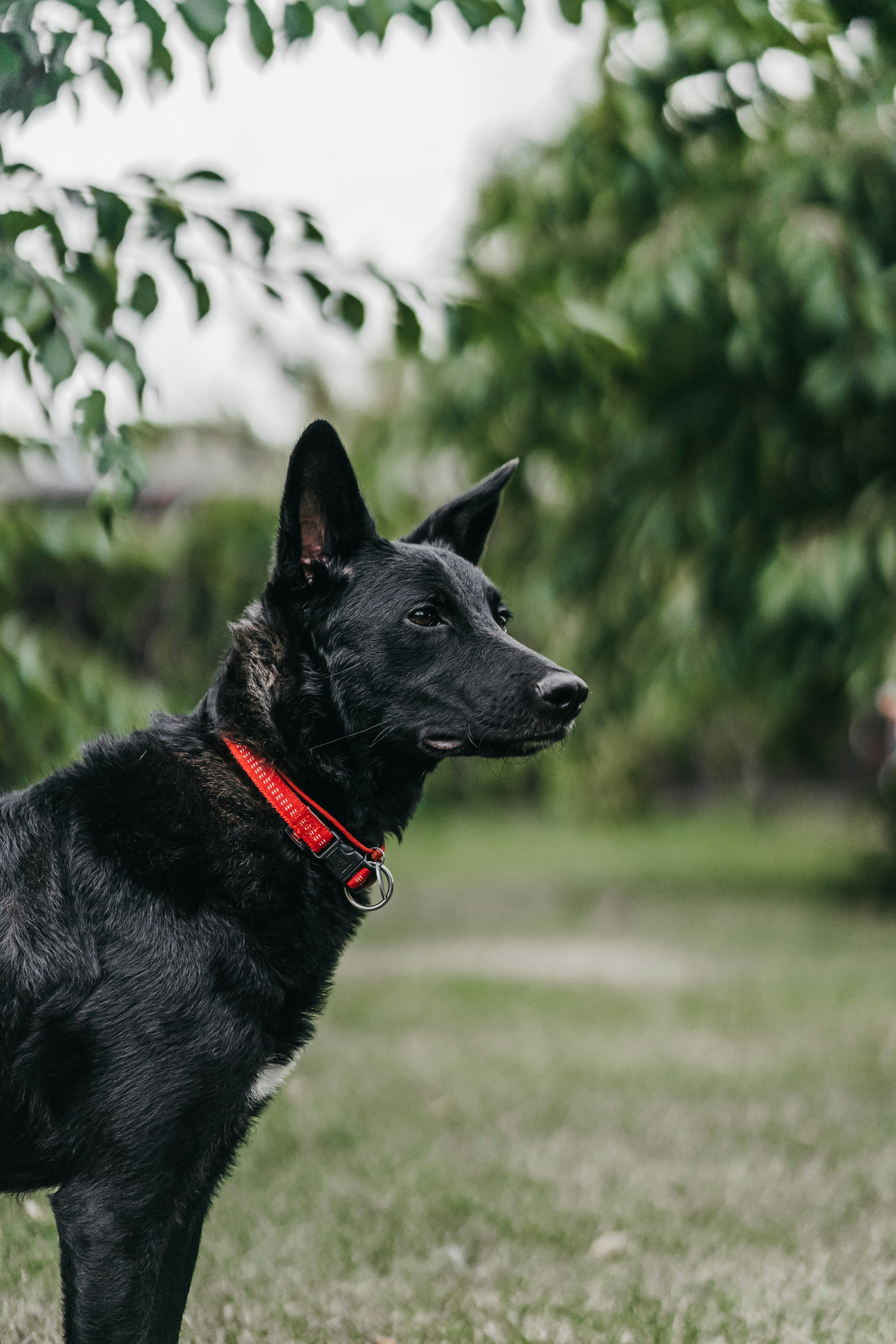 Dog in a field