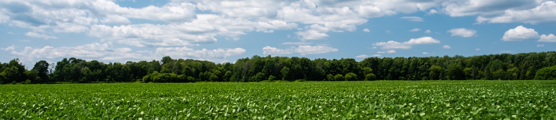 Bean field in front of small forested area