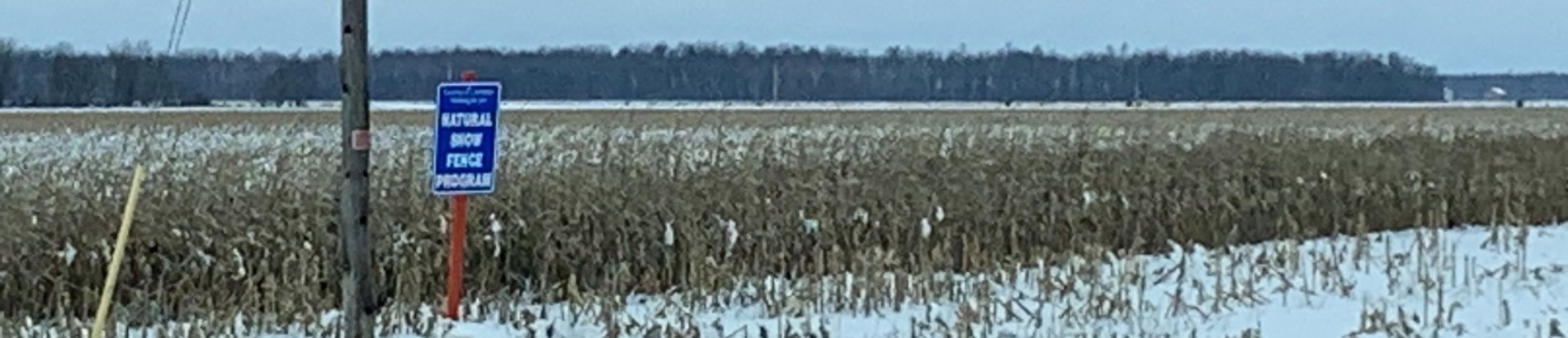 Row of corn used in the Living Snow Fence program, with blue sign showing program name