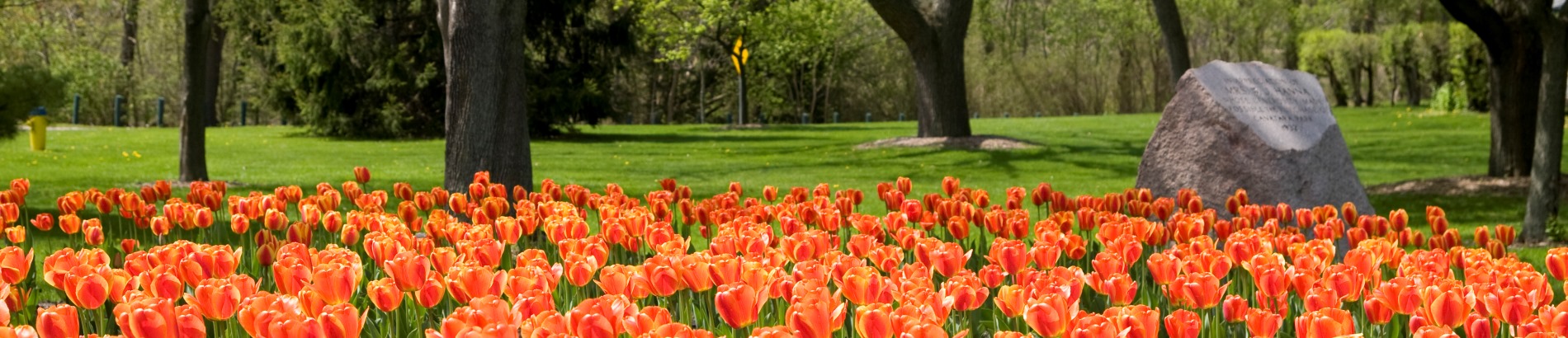 Garden of tulips in a park