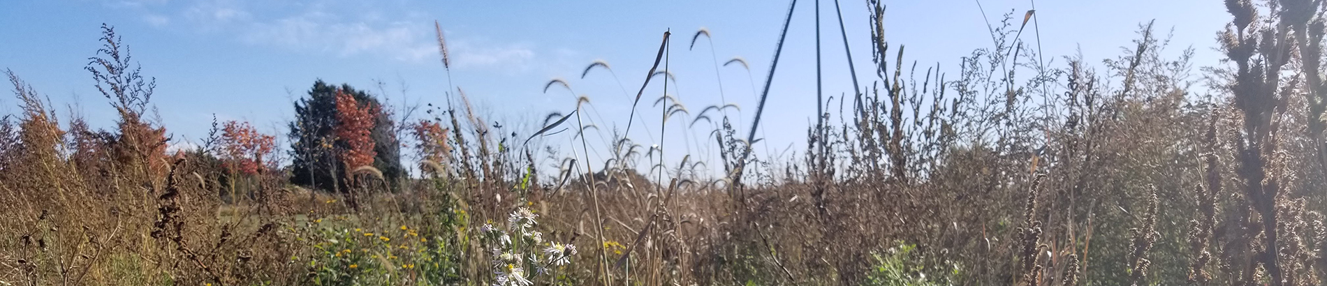 Pollinator habitat at Oil Museum of Canada