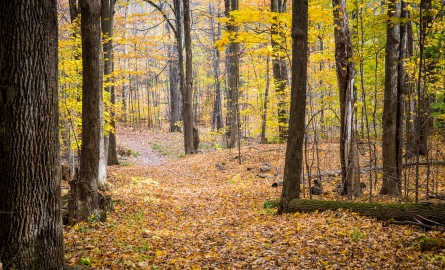 Trail through forest in fall