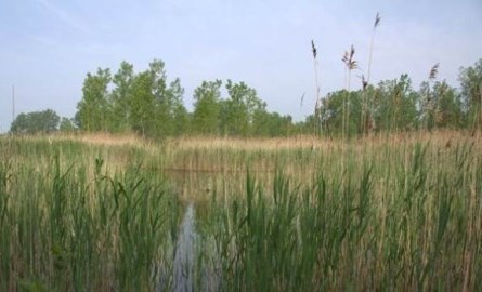 Marsh at Marthaville Habitat Management Area