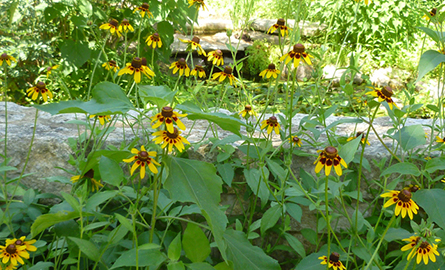 Rudbeckia-hirta flowers (yellow and red) in a pollinator garden
