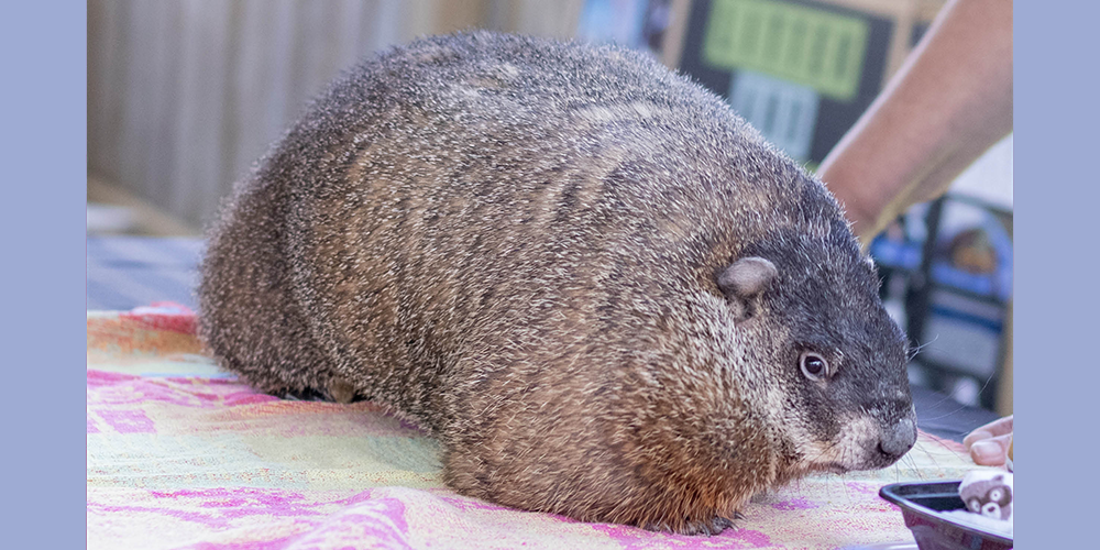 A groundhog from Heaven's Wildlife Rescue during an event at the Oil Museum of Canada in 2022.