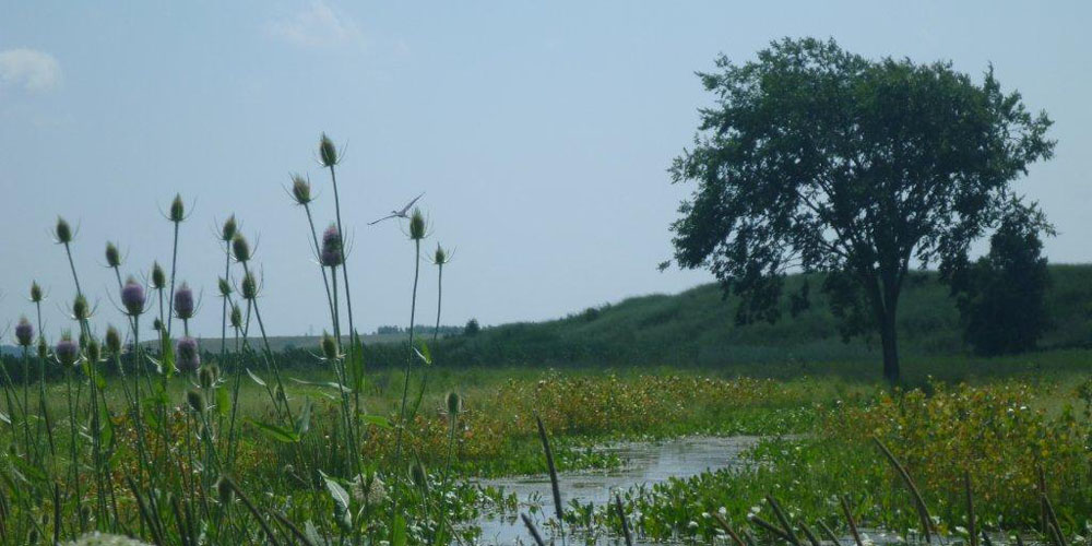 Wetland at Bowen's Creek