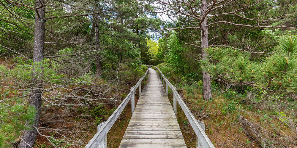 Boardwalk trail through a forest