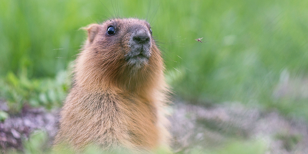 Groundhog in field looking at small flying bug