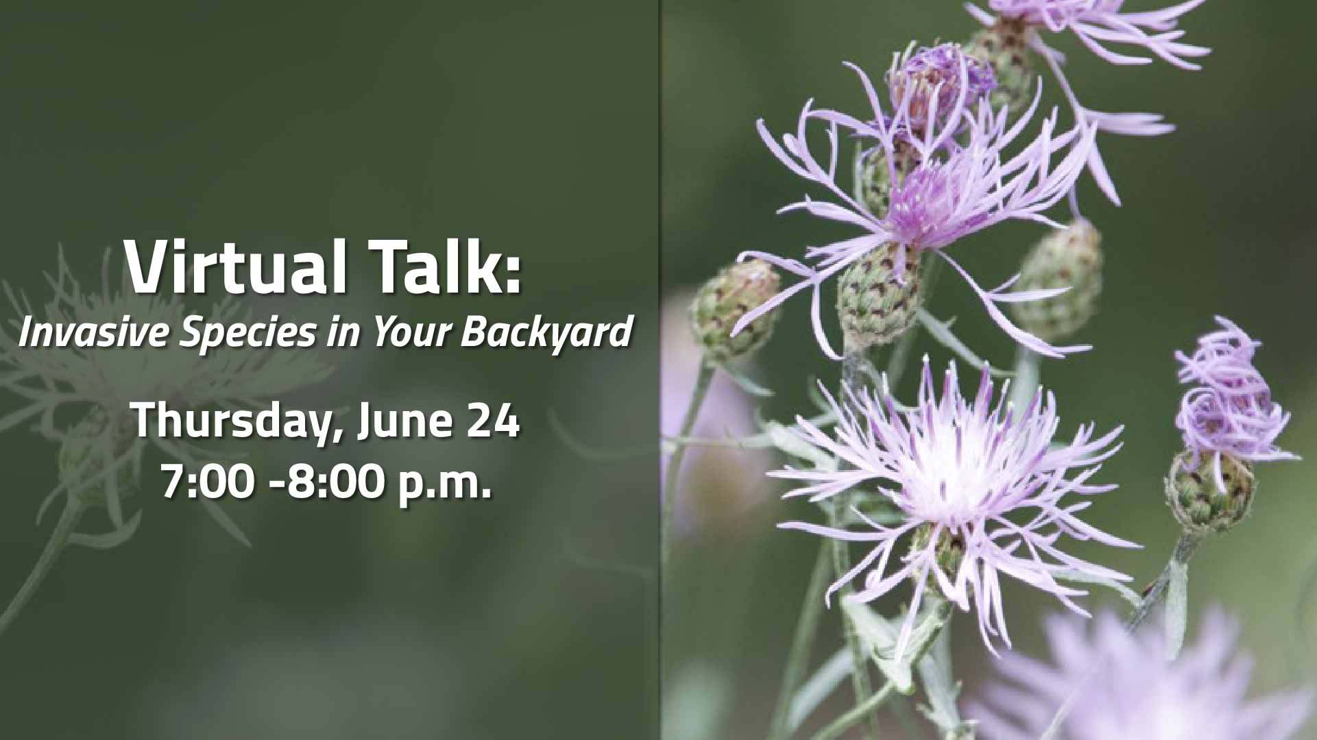 Invasive Species in your Backyard event image