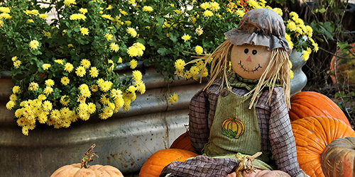 Scarecrow in front of flowers with pumpkins