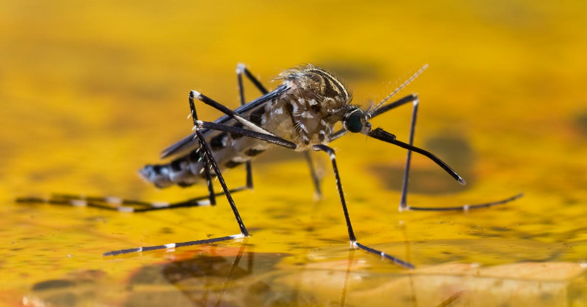 Mosquito on yellow background