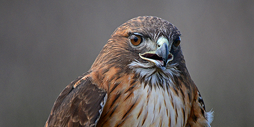 Headshot of a hawk.
