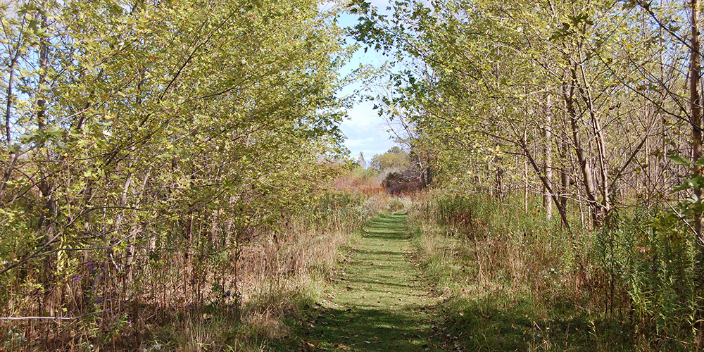 grassy trail bordered by trees