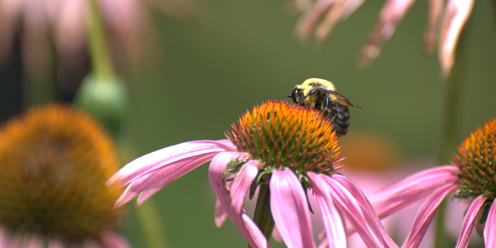 bee on a coneflower