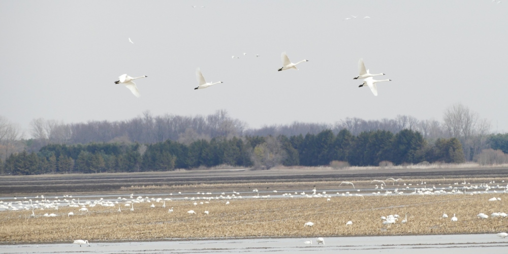 Swans taking flight from a field
