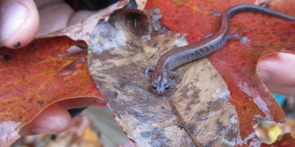 hands holding fall leaves with a salamander on them