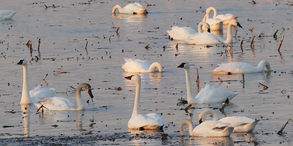 Tundra Swans resting in the Thedford Bog