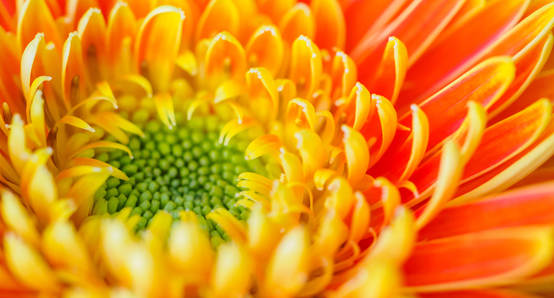 close up image of a yellow and orange flower with green centre