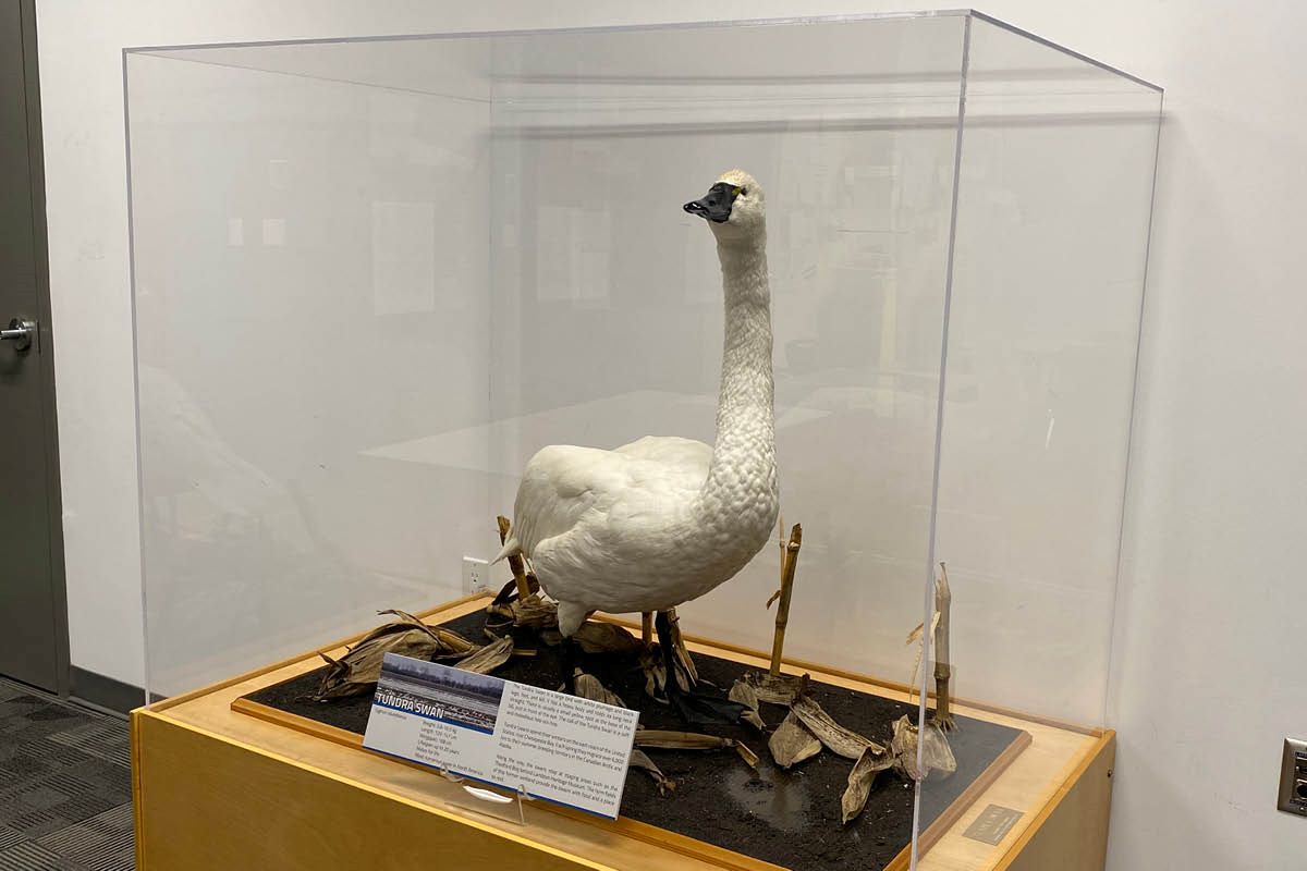 Tundra swan display behind glass at Lambton Heritage Museum