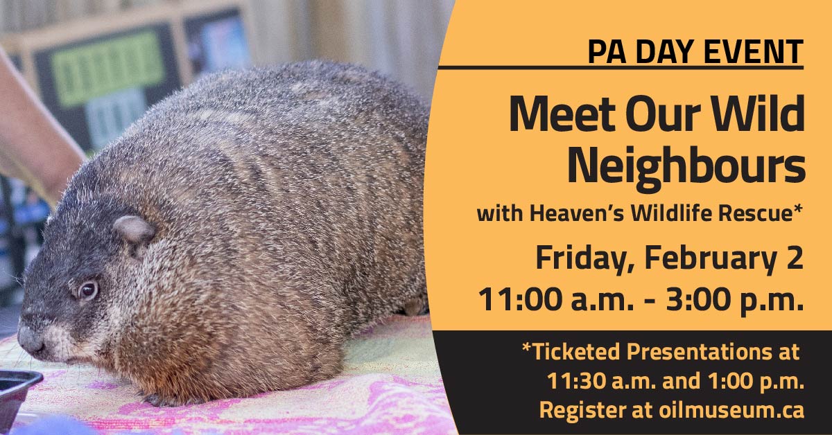 groundhog Text: PA Day Event Meet Our Wild Neighbours with Heaven's Wildlife Rescue* Friday, February 2 11:00 a.m. - 3:00 p.m. *Ticketed presentation at 11:30 a.m. and 1 p.m. Register at oilmuseum.ca