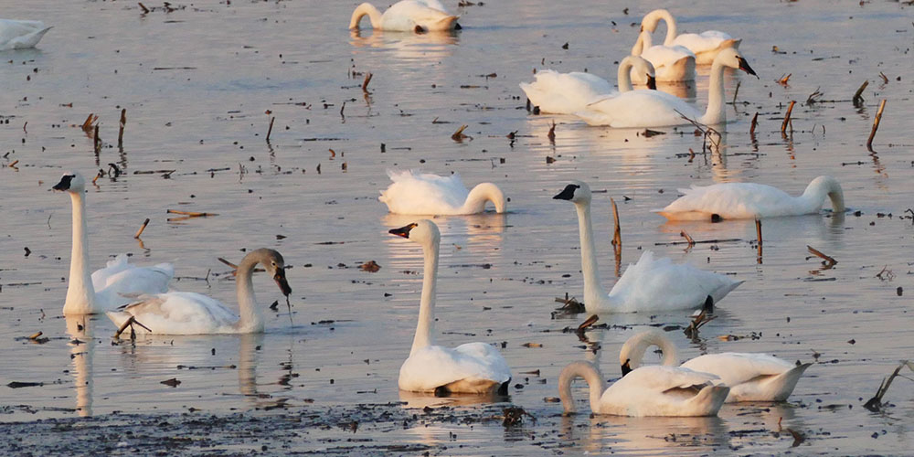 Tundra swans resting in the Thedford Bog