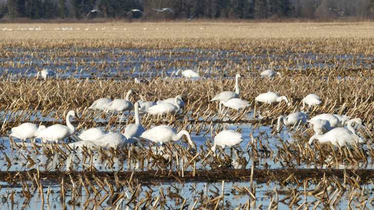 Tundra swans in field