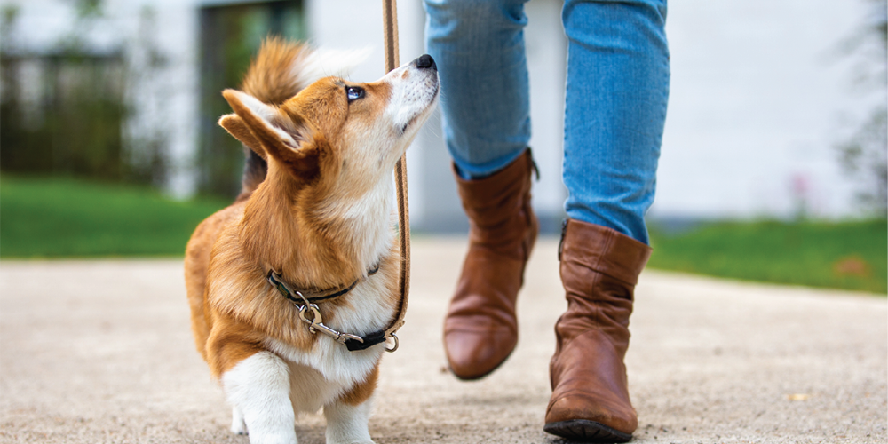 small brown and white dog looking up at owner wearing brown boots