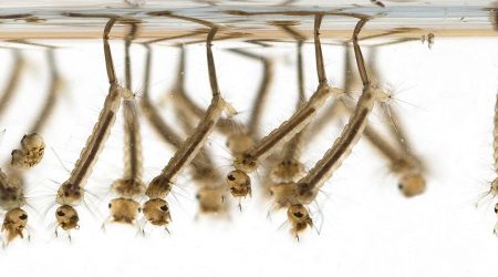 mosquito larvae