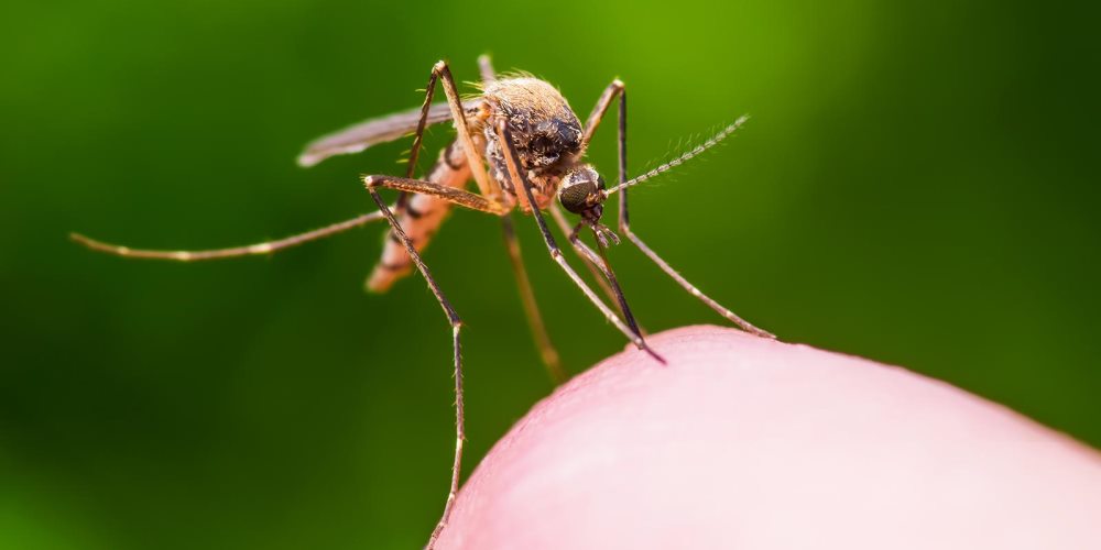 Mosquito on finger