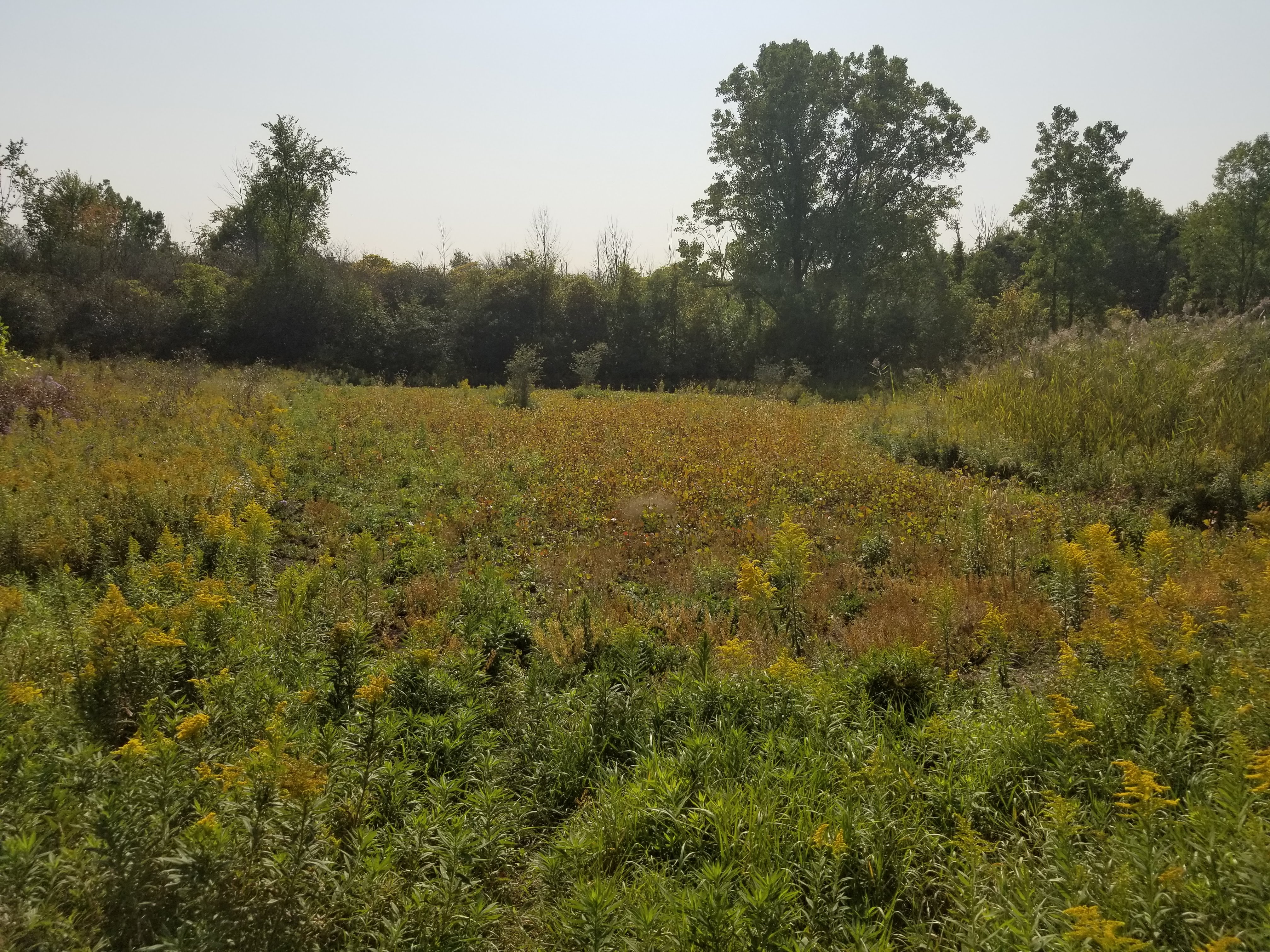 Moore Landfill