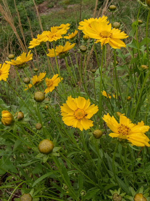 Coreopsis lanceolata