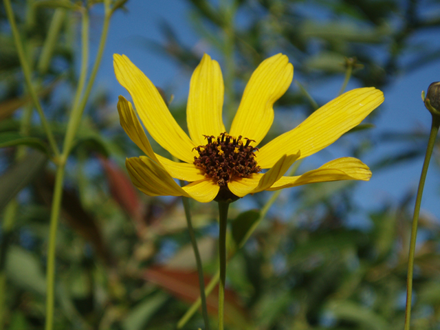 Coreopsis Tripteris