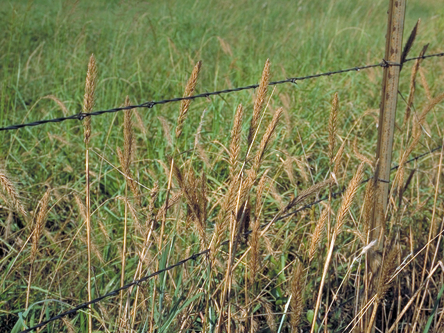 Elymus virginicus