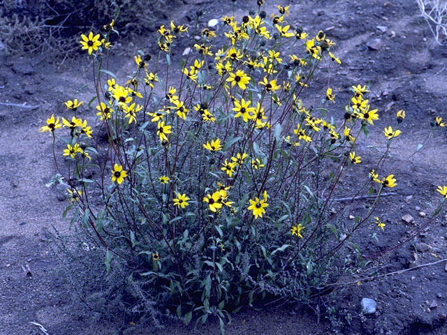 Helianthus giganteus