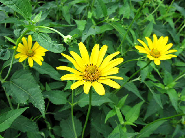 Heliopsis helianthoides