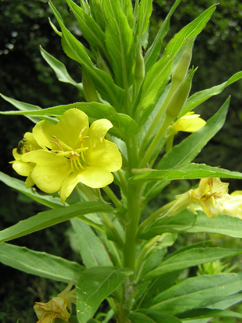 Oenothera Biennis