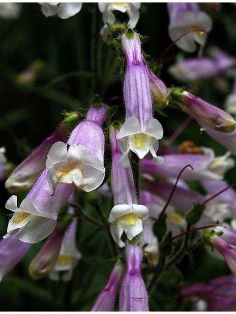 Penstemon hirsutus