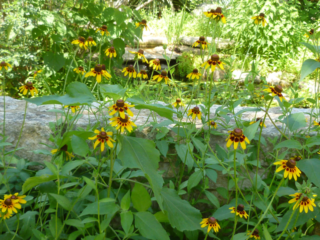 Rudbeckia hirta