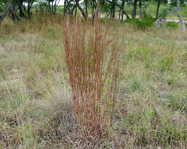 Schizachyrium scoparium