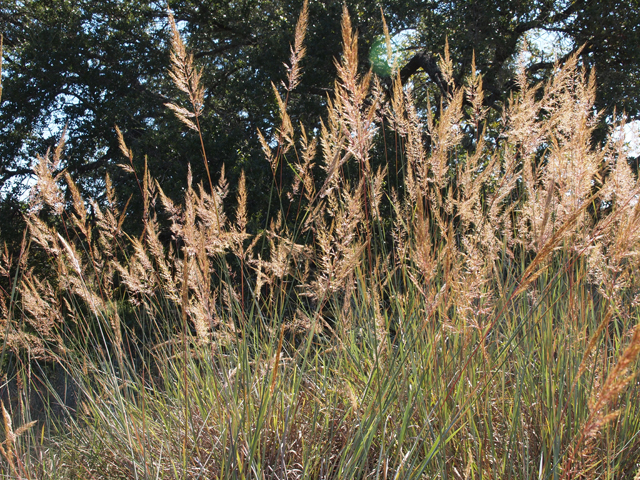 Sorghastrum nutans