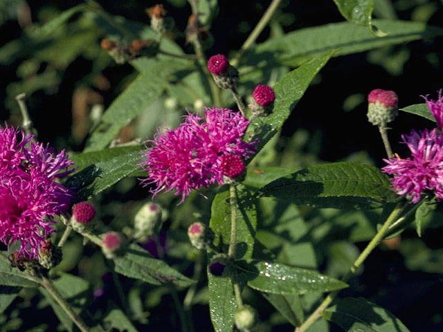 Vernonia Missurica