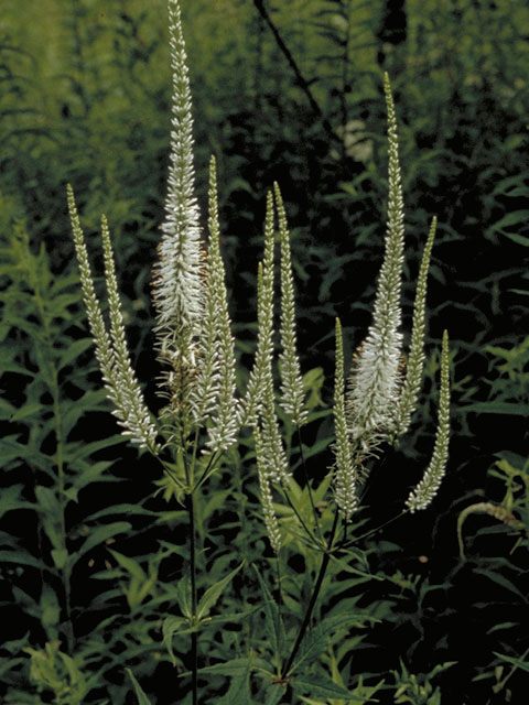 Veronicastrum virginicum